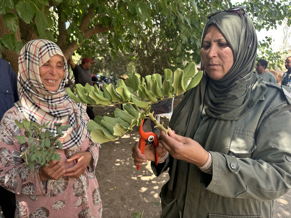 Carob propagation workshop (ph. ICARDA)
