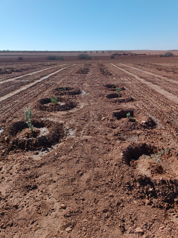 Plate-forme agroforestière à la ferme expérimentale de l'Université Mohammed VI Polytechnique (UM6P).