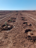 Plate-forme agroforestière à la ferme expérimentale de l'Université Mohammed VI Polytechnique (UM6P).