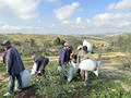 Distribution of Seedlings, (ph. ICARDA)