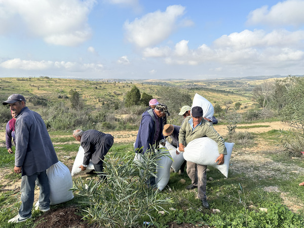 Distribution of Seedlings, (ph. ICARDA)