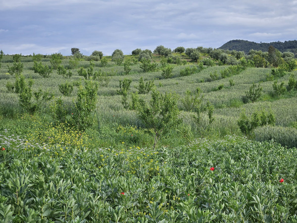 Agroforestry farm in Siliana, Tunisia (ph. FiBL France)