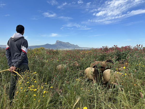 Grazing according to regenerative practices in Chahda, Zaghouan (ph. ICARDA)