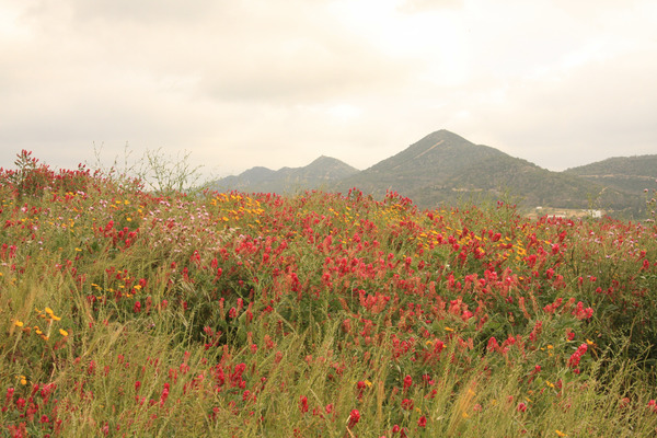 Sulla (Hedysarum coronarium) in Chahda site, Zaghouan (ph. FiBL France)