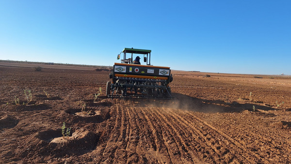 Plate-forme agroforestière à la ferme expérimentale de l'Université Mohammed VI Polytechnique (UM6P).